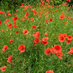 Coquelicot Simple Rouge - BIO